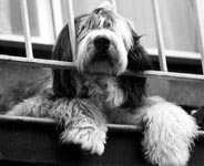 sheepdog