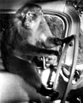 1961