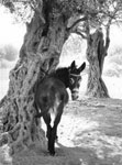 donkey