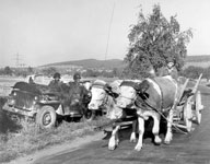 Ox cart and Jeep