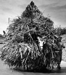 burro with heavy load