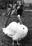 Boy and Turkey